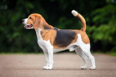 beagle hound dog - Beagle Gifts UK