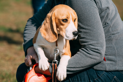 english beagle sitting in hands of man friendship between dog and human - Beagle Gifts UK