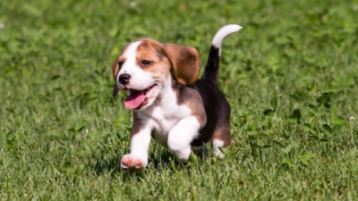 images 2 - Beagle Gifts UK